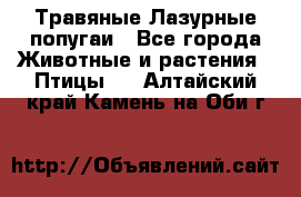 Травяные Лазурные попугаи - Все города Животные и растения » Птицы   . Алтайский край,Камень-на-Оби г.